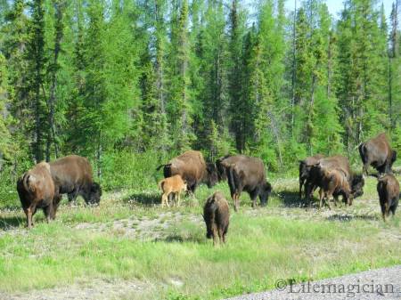 Wood Bison
