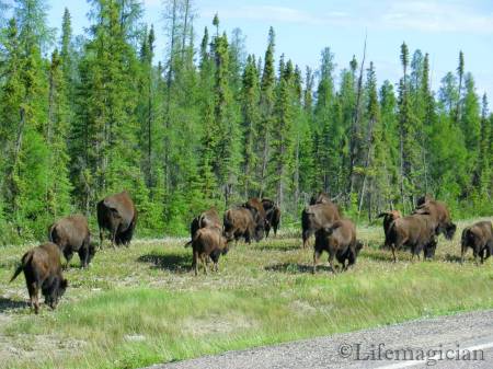 Wood Bison