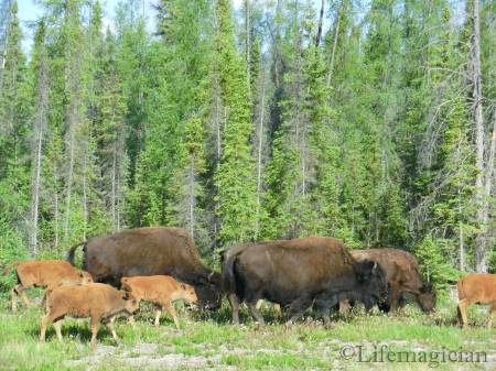 Wood Bison