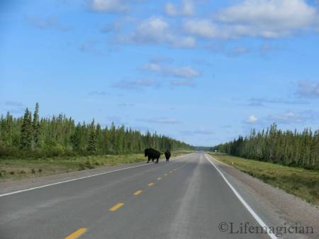 Wood Bison