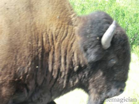Wood Bison
