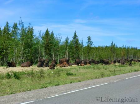 Wood Bison