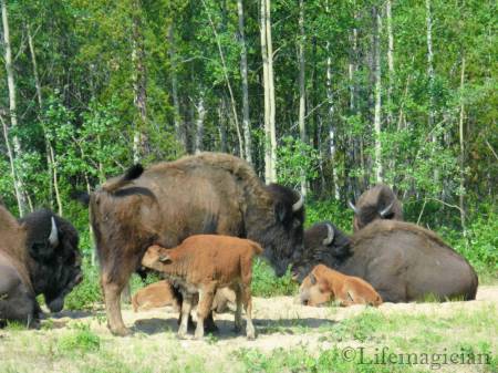 Wood Bison