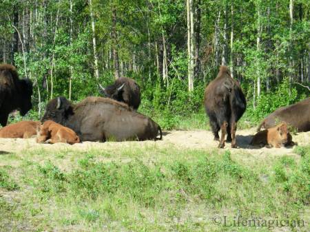 Wood Bison