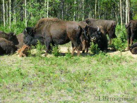 Wood Bison