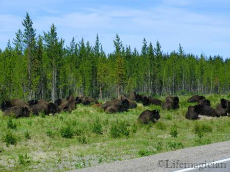 Wood Bison
