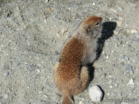 Ground squirell