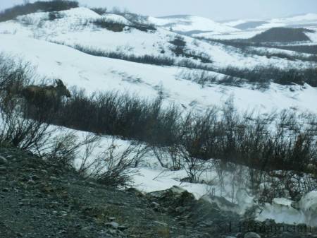 Alaska Range