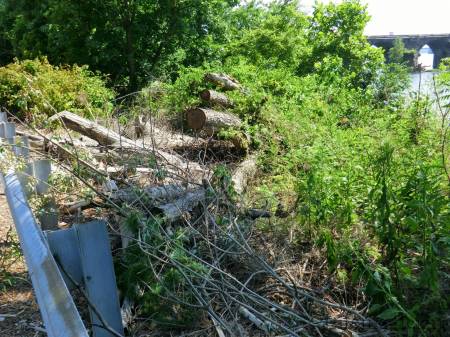 Trees cut down near Harrisburg Railway viaduct