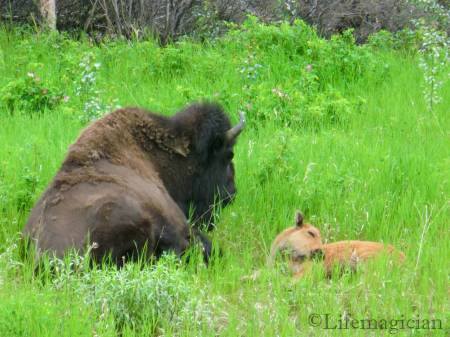 Buffalo at Liard