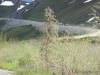 Atigun_Pass_004.jpg