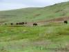 Bison_Ranch_011.jpg