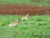 Bison_Ranch_017.jpg