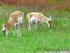 Bison_Ranch_022.jpg
