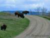 Bison_Ranch_036.jpg