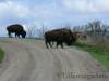 Bison_Ranch_037.jpg
