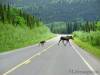 Coldfoot_-_Fairbanks_018.jpg
