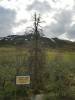 Farthest_North_Spruce_002.jpg