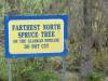Farthest_North_Spruce_003.jpg