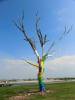 Joplin_Mark_II_-_Tree_003.jpg