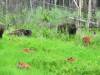 Watson_Lake_to_Muncho_Lake_034.jpg