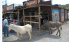Oatman.PNG