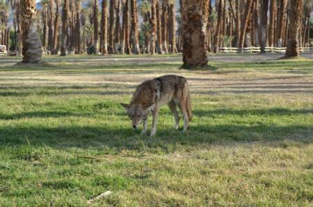 Coyote