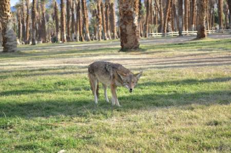 Coyote