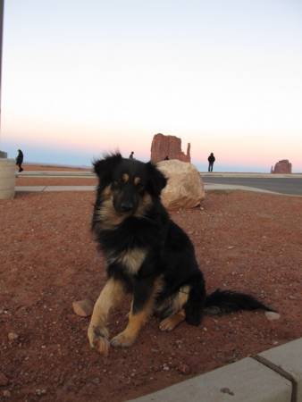 Wild dog with lame paw
