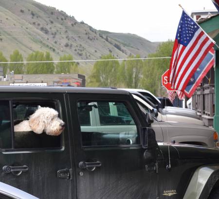 Memorial Day Dog
