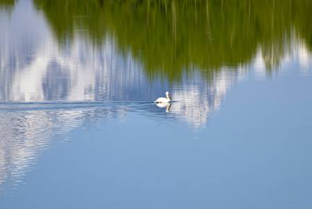 Tetons Pelican