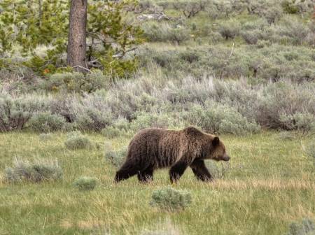 Yellowstone Grizzly