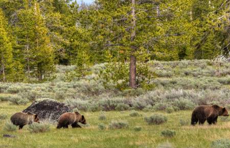 Grizzly and cubs