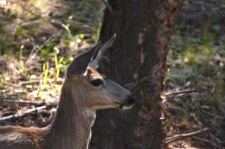 Yellowstone Deer
