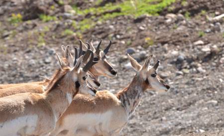Yellowstone Pronghorn
