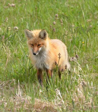 Red Fox