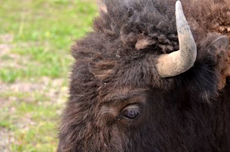 Bison