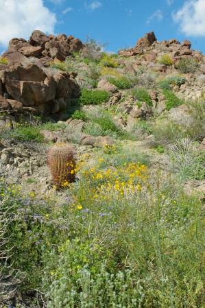 Anza-Borrego wilflowers
