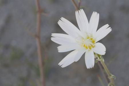 Wildflower in shade