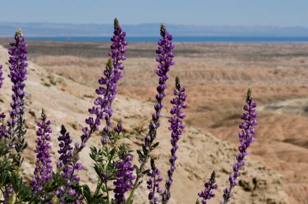 Anza-Borrego wilflowers