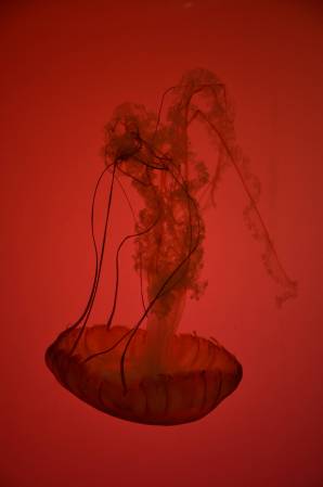 Jellyfish at Shedd Aquarium
