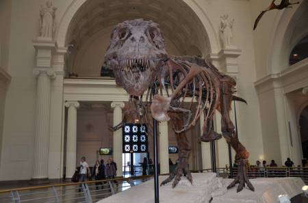 T-Rex at the Field Museum