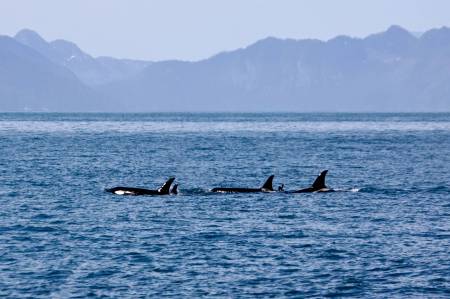 [RT7_098] Kenai Fjords Cruise Tours