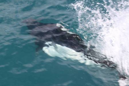 [RT7_099] Kenai Fjords Cruise Tours