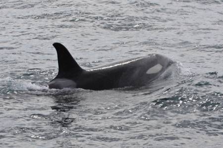 [RT7_101] Kenai Fjords Cruise Tours