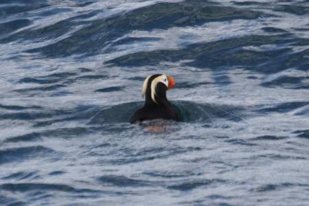 [RT7_102] Kenai Fjords Cruise Tours