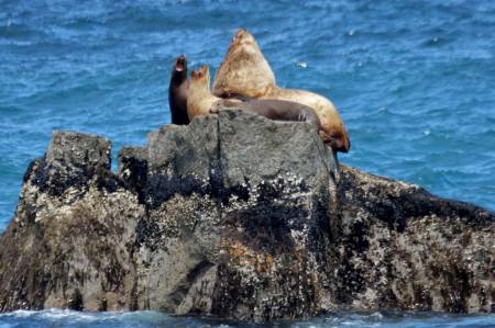 [RT7_117] Kenai Fjords Cruise Tours