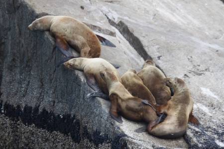 [RT7_118] Kenai Fjords Cruise Tours