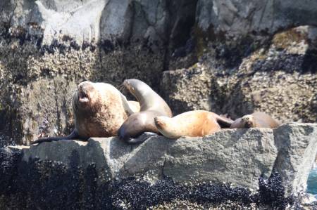 [RT7_119] Kenai Fjords Cruise Tours