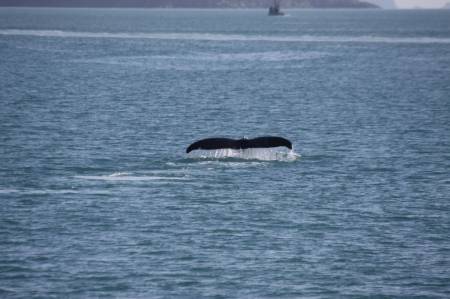 [RT7_123] Kenai Fjords Cruise Tours